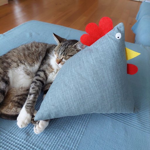 Maček spi na kuri Zofki